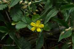 Potentilla indica